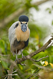 Image. Boat-billed Heron