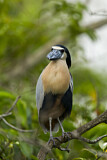 Image. Boat-billed Heron