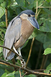 Image. Boat-billed Heron