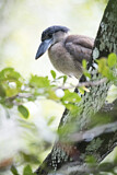 Image. Boat-billed Heron