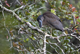 Image. Boat-billed Heron