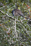 Image. Boat-billed Heron