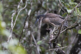 Image. Boat-billed Heron