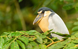 Image. Boat-billed Heron