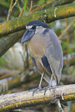 Image. Boat-billed Heron