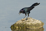 Image. Boat-tailed Grackle