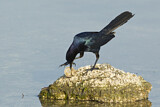 Image. Boat-tailed Grackle
