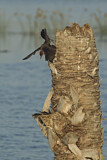 Image. Boat-tailed Grackle