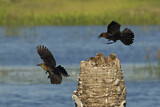 Image. Boat-tailed Grackle