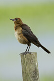 Image. Boat-tailed Grackle
