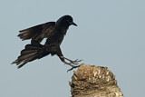 Image. Boat-tailed Grackle