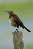 Image. Boat-tailed Grackle