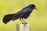 Image. Boat-tailed Grackle