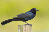 Image. Boat-tailed Grackle