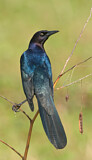 Image. Boat-tailed Grackle