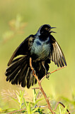 Image. Boat-tailed Grackle