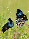 Image. Boat-tailed Grackle