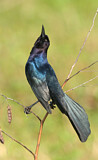 Image. Boat-tailed Grackle