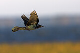 Image. Boat-tailed Grackle