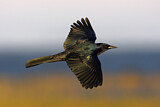 Image. Boat-tailed Grackle