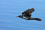 Image. Boat-tailed Grackle