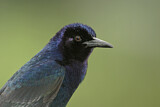Image. Boat-tailed Grackle