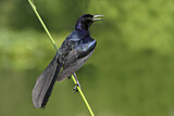 Image. Boat-tailed Grackle