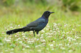 Image. Boat-tailed Grackle