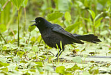 Image. Boat-tailed Grackle
