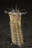 Image. Bobbitwurm