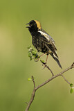 Image. Bobolink