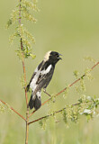 Image. Bobolink