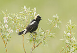 Image. Bobolink