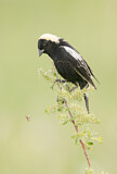 Image. Bobolink