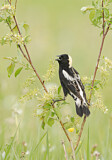 Image. Bobolink