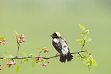Image. Bobolink