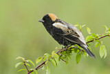 Image. Bobolink