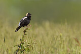Image. Bobolink