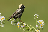 Image. Bobolink
