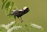 Image. Bobolink