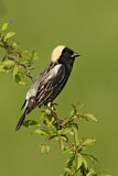 Image. Bobolink