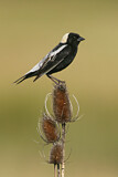 Image. Bobolink