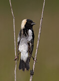 Image. Bobolink