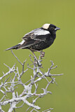 Image. Bobolink