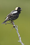 Image. Bobolink