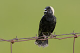 Image. Bobolink