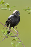 Image. Bobolink