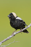Image. Bobolink