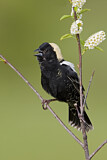Image. Bobolink