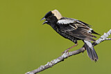 Image. Bobolink